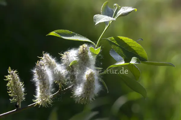 Fokus-Natur Bild