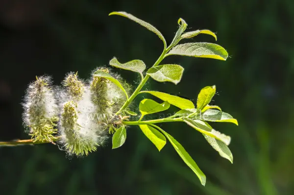 Fokus-Natur Bild