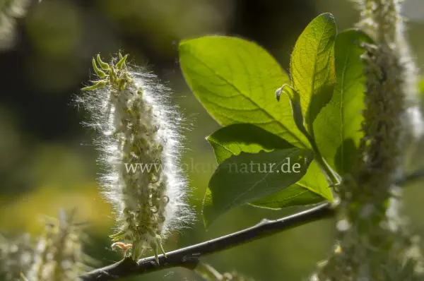 Fokus-Natur Bild