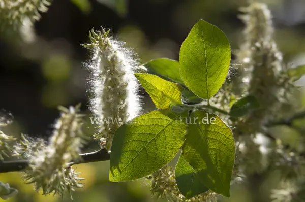 Fokus-Natur Bild