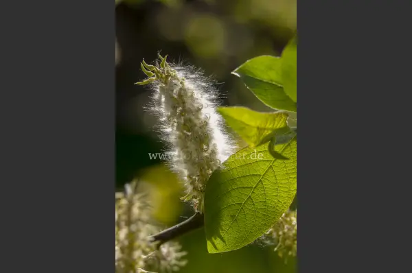 Fokus-Natur Bild