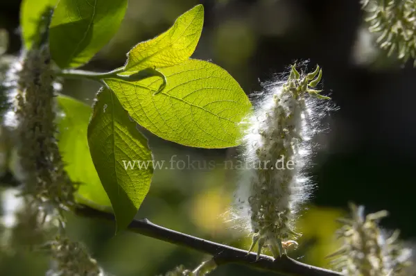 Fokus-Natur Bild