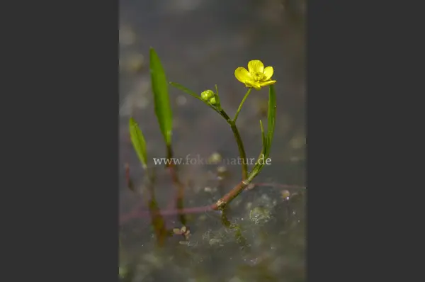 Fokus-Natur Bild