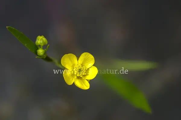 Fokus-Natur Bild