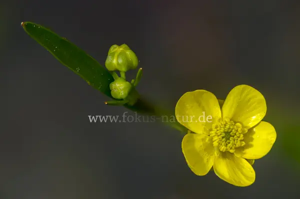 Fokus-Natur Bild