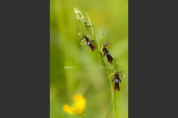 Fokus-Natur Bild