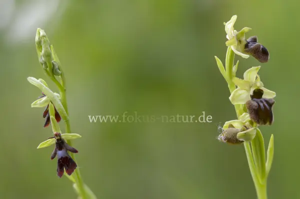 Fokus-Natur Bild