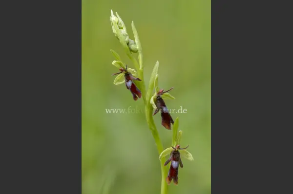 Fokus-Natur Bild