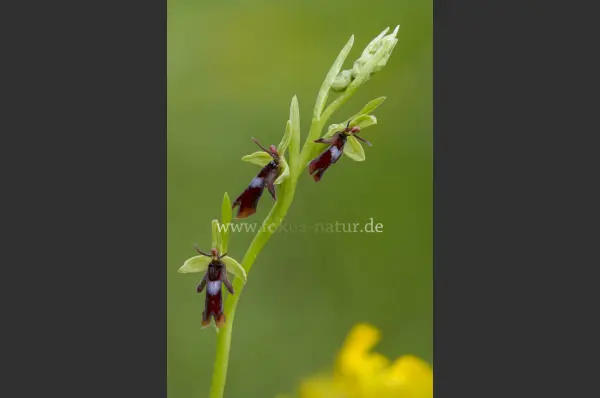 Fokus-Natur Bild