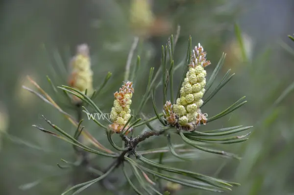 Fokus-Natur Bild