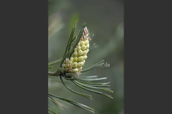 Fokus-Natur Bild