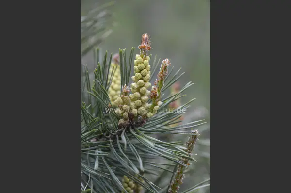 Fokus-Natur Bild