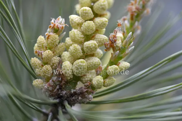 Fokus-Natur Bild