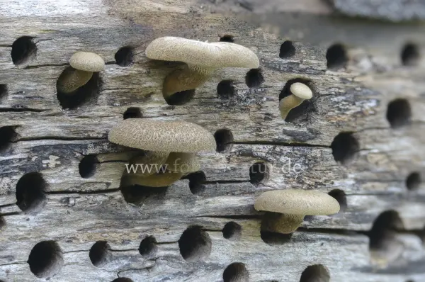 Fokus-Natur Bild