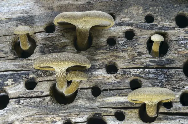 Fokus-Natur Bild