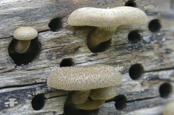 Fokus-Natur Bild