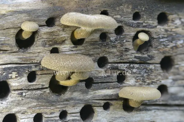Fokus-Natur Bild