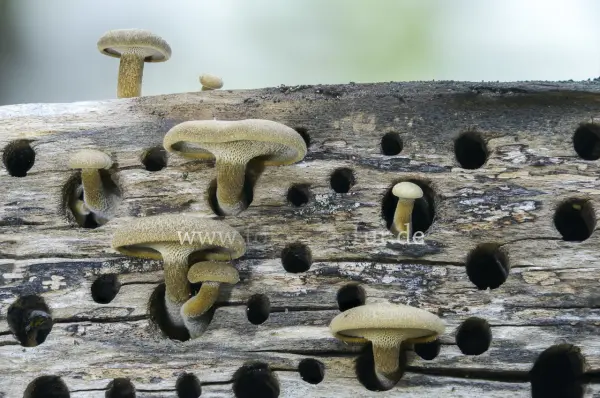 Fokus-Natur Bild
