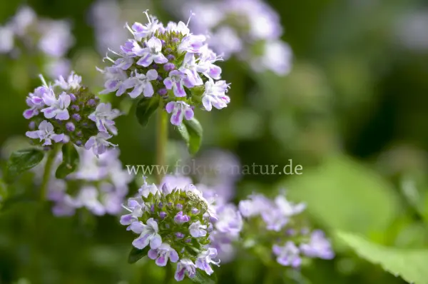 Fokus-Natur Bild