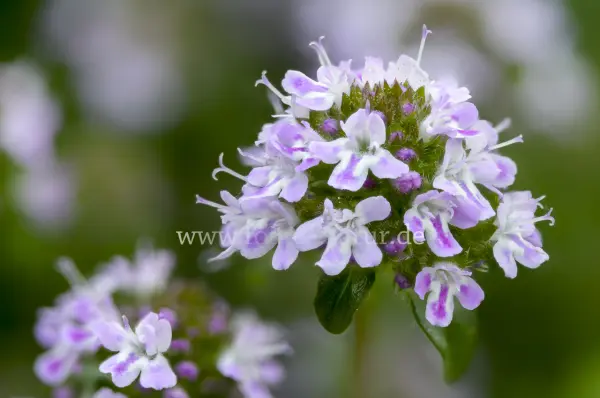 Fokus-Natur Bild