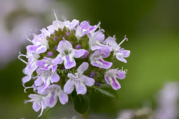 Fokus-Natur Bild