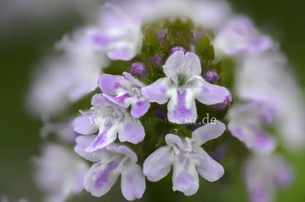 Fokus-Natur Bild