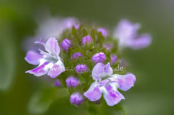 Fokus-Natur Bild