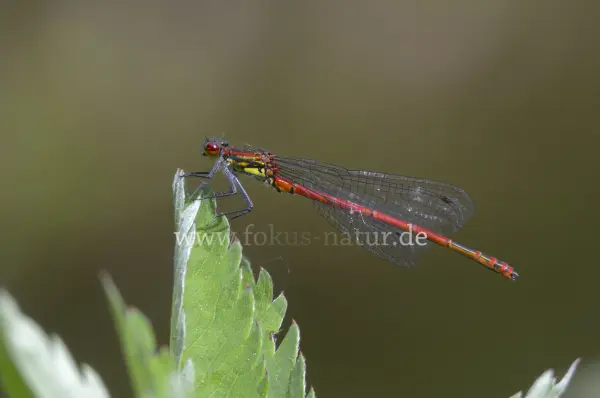 Fokus-Natur Bild