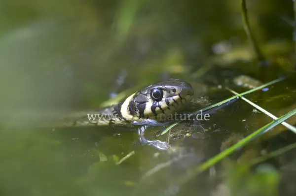 Fokus-Natur Bild