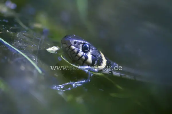 Fokus-Natur Bild
