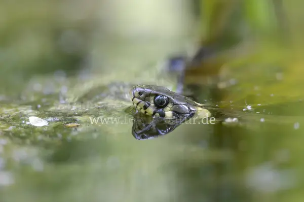 Fokus-Natur Bild