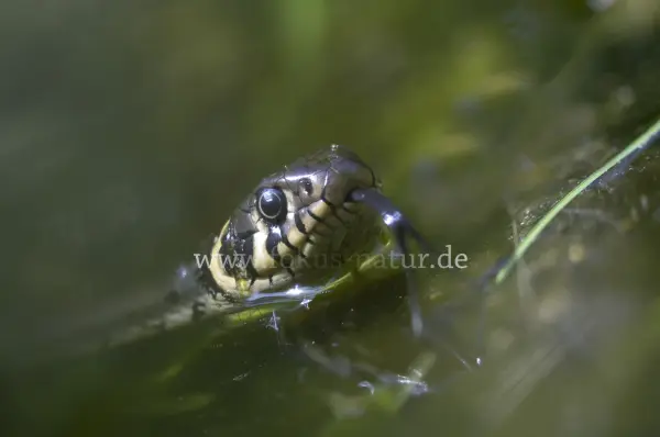 Fokus-Natur Bild