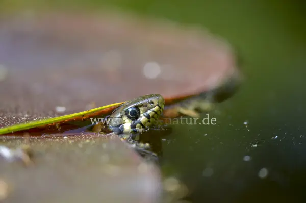 Fokus-Natur Bild