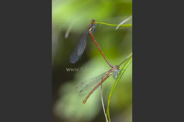 Fokus-Natur Bild