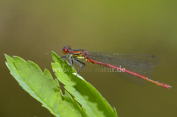 Fokus-Natur Bild