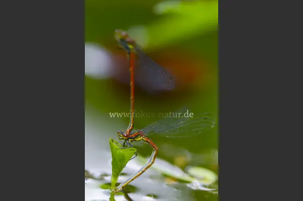 Fokus-Natur Bild