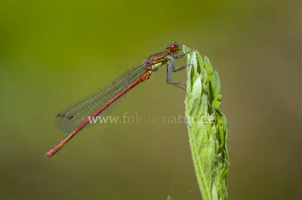 Fokus-Natur Bild