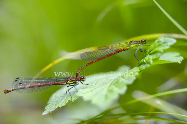 Fokus-Natur Bild