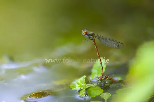Fokus-Natur Bild