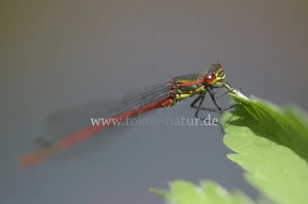 Fokus-Natur Bild