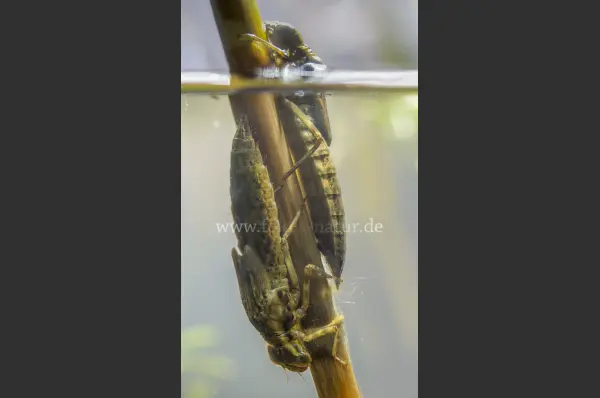 Fokus-Natur Bild