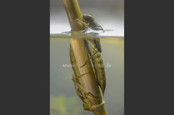 Fokus-Natur Bild