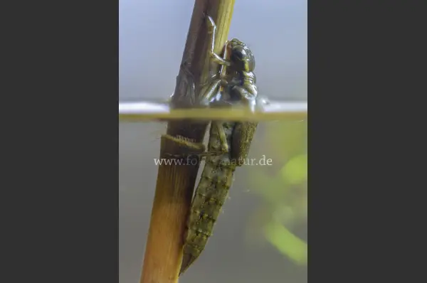 Fokus-Natur Bild