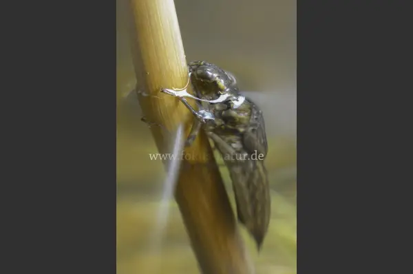 Fokus-Natur Bild