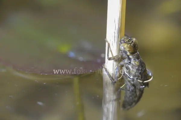 Fokus-Natur Bild