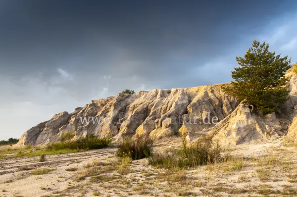 Fokus-Natur Bild