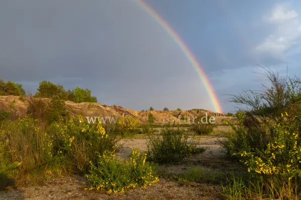 Fokus-Natur Bild