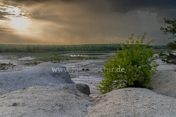 Fokus-Natur Bild