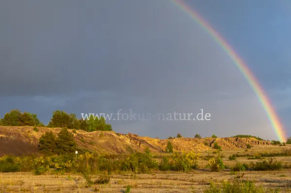 Fokus-Natur Bild