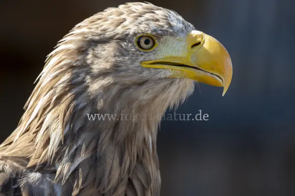 Fokus-Natur Bild